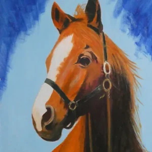 Stallion
